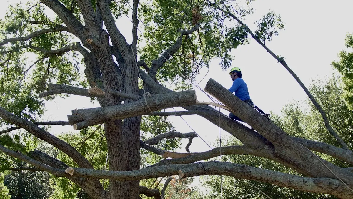 Professional Hazardous Tree Removal performed by certified arborists in Hallam