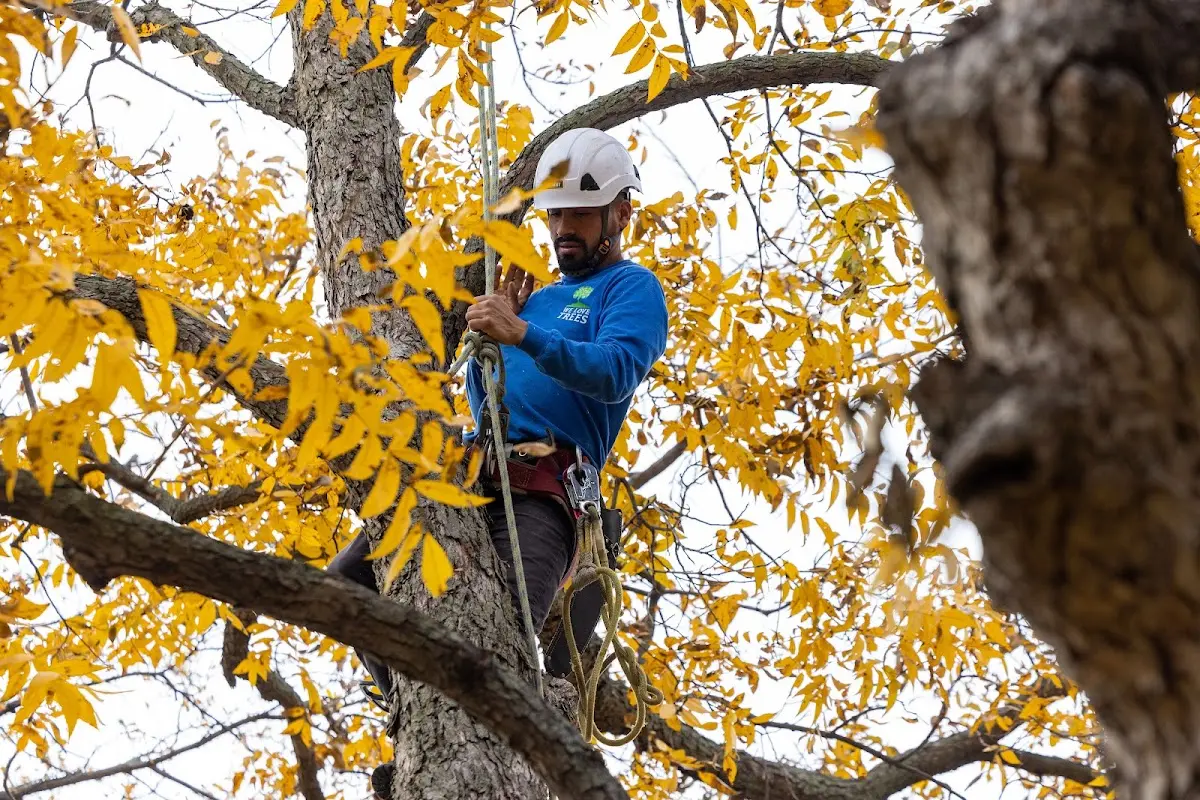Skilled Tree Pruning crew working in Hallam